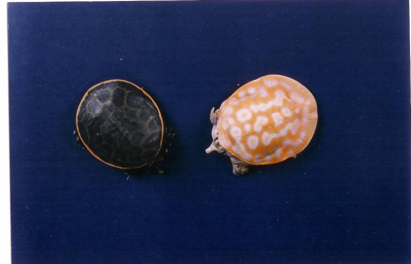 Xanthic Baby Florida Softshell with Normal