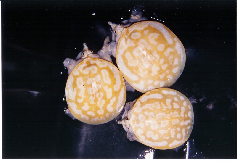 Xanthic Baby Florida Softshells Pic1
