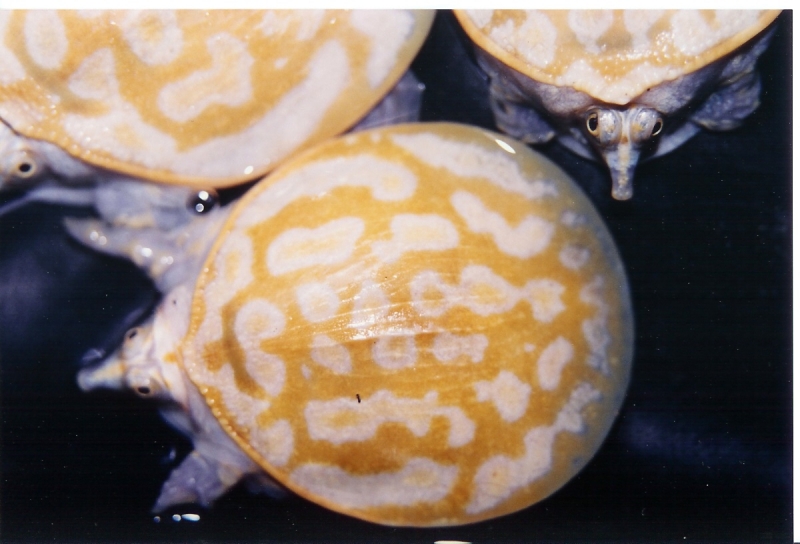 Xanthic Baby Florida Softshells
