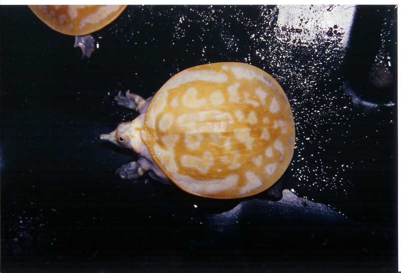 Xanthic Florida Softshell Baby