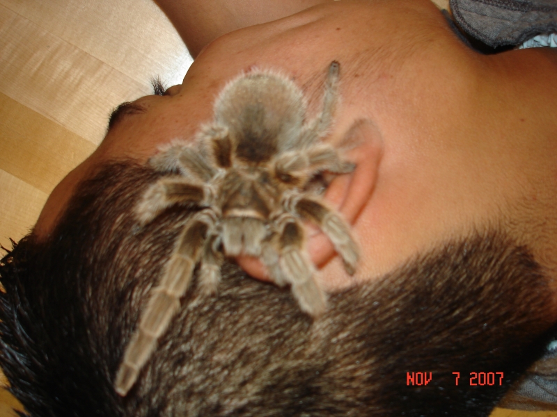 Xena, our RoseHair T on a student's ear