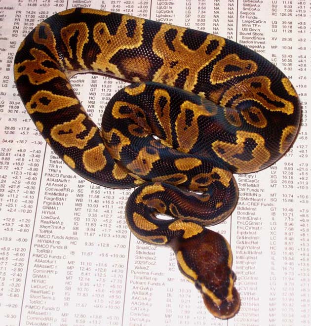 YB Dorsal
