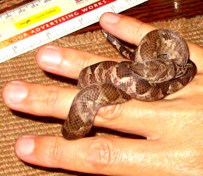 Year old Fiji boa in Fiji