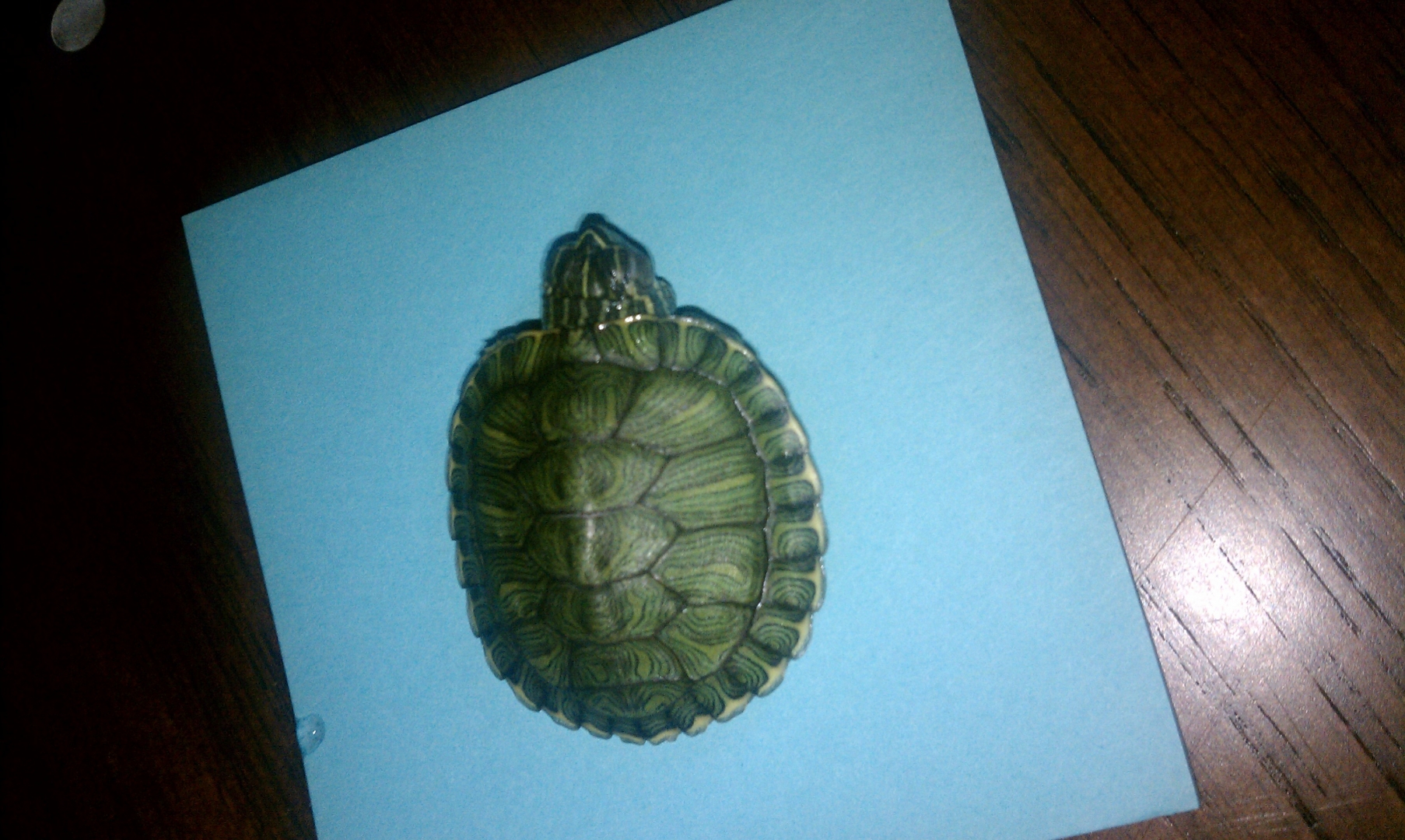 yellow belly slider