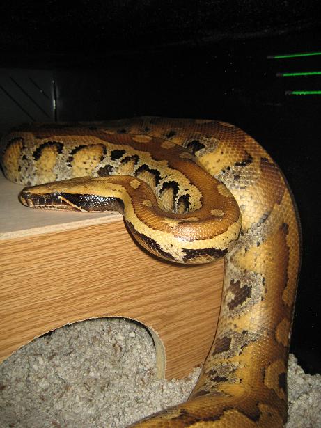 Yellow Blood Python in ap-t10