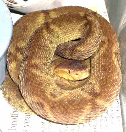 yellow Bothrops colombiensis