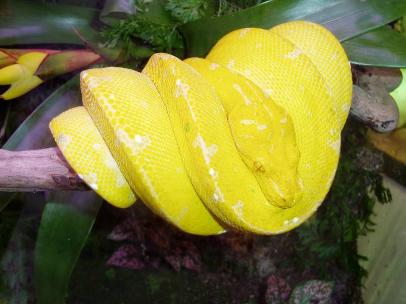 Yellow Chondro Python Pic2