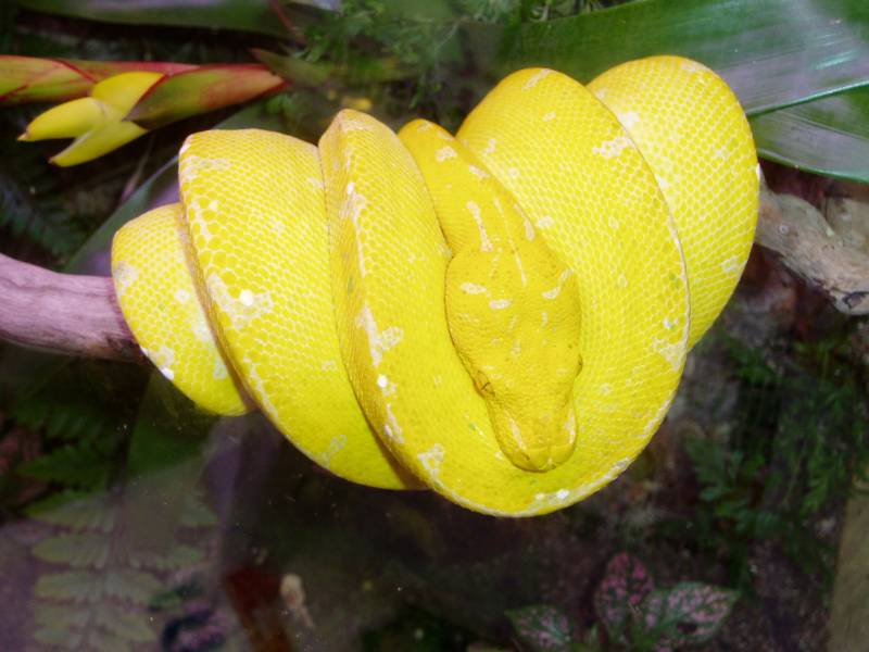 Yellow Chondro Python