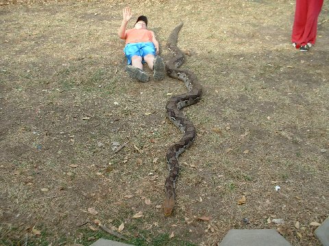 yellow head retic