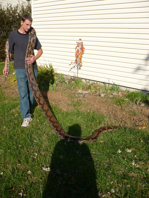 yellow head retic