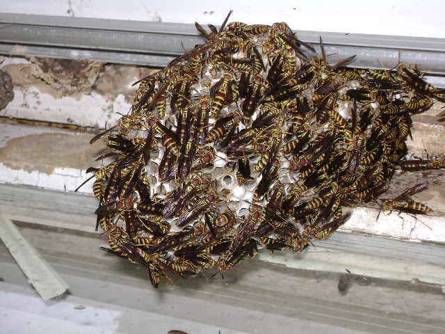 Yellow Jacket Nest