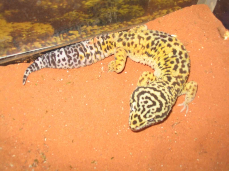 Yellow Male "Bullseye"