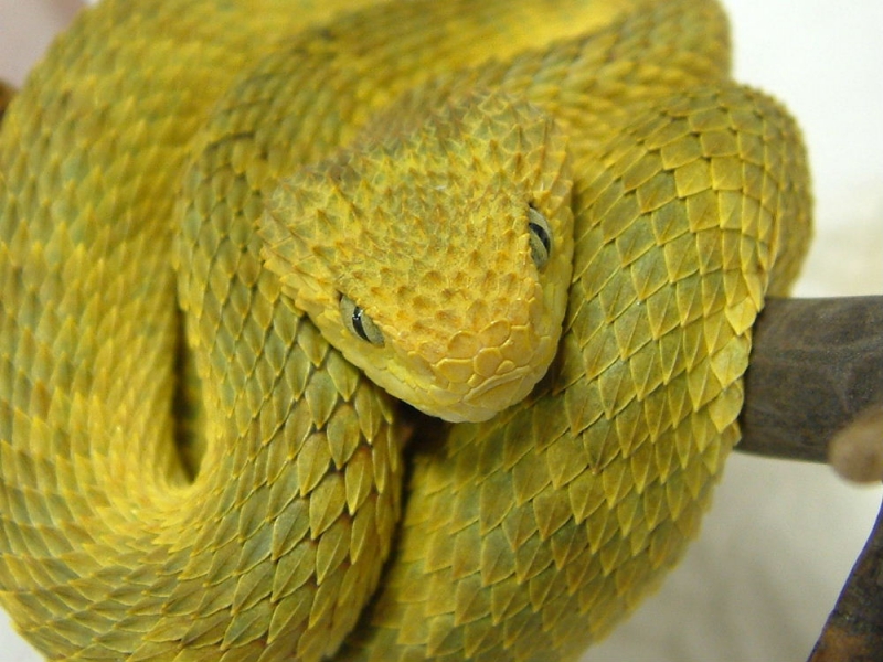 Yellow Squamiger