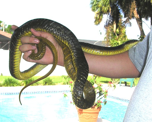Yellow Tail Cribo