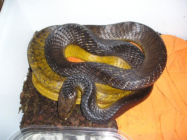 Yellow Tail Cribo