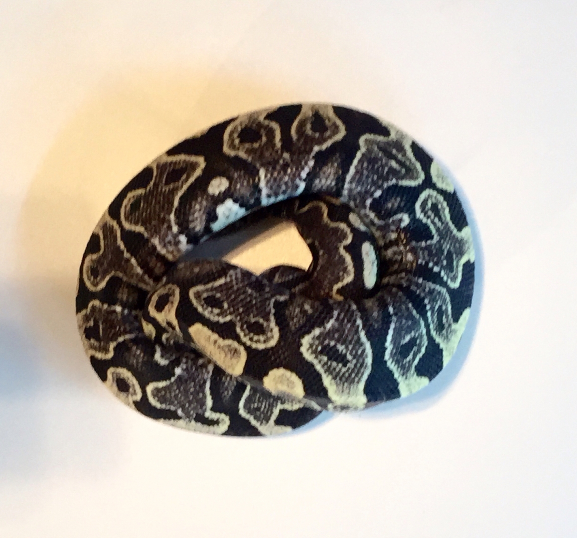 Yellowbelly turned ????? After shedding a couple times?!?!!!