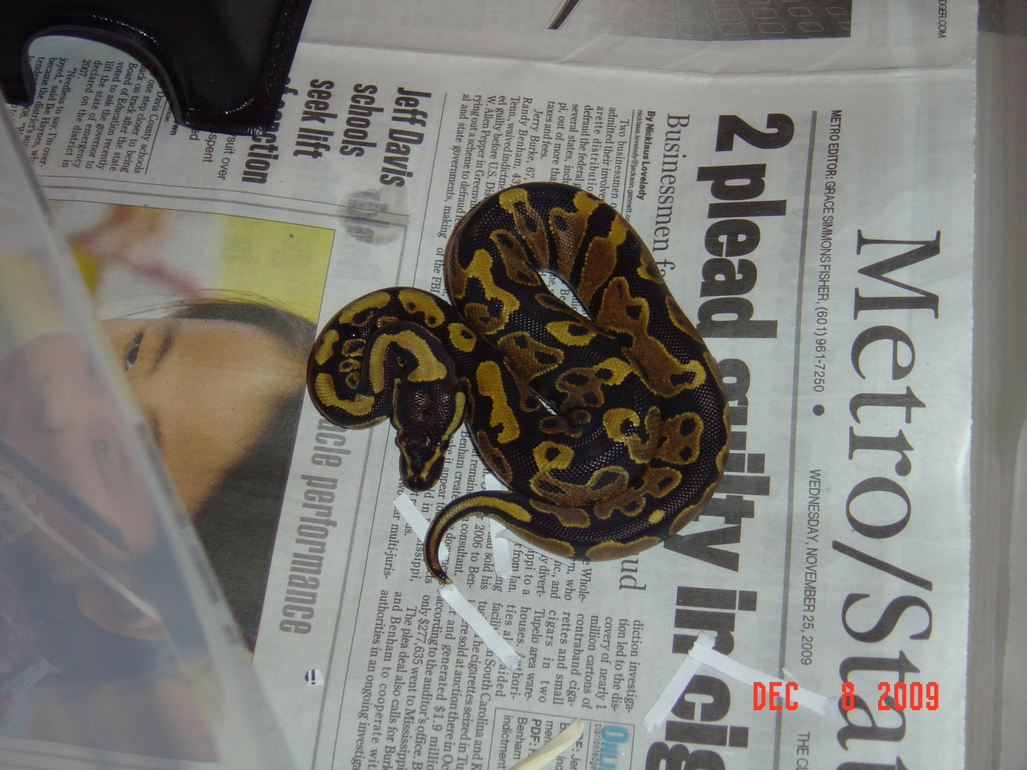 Yellowbelly