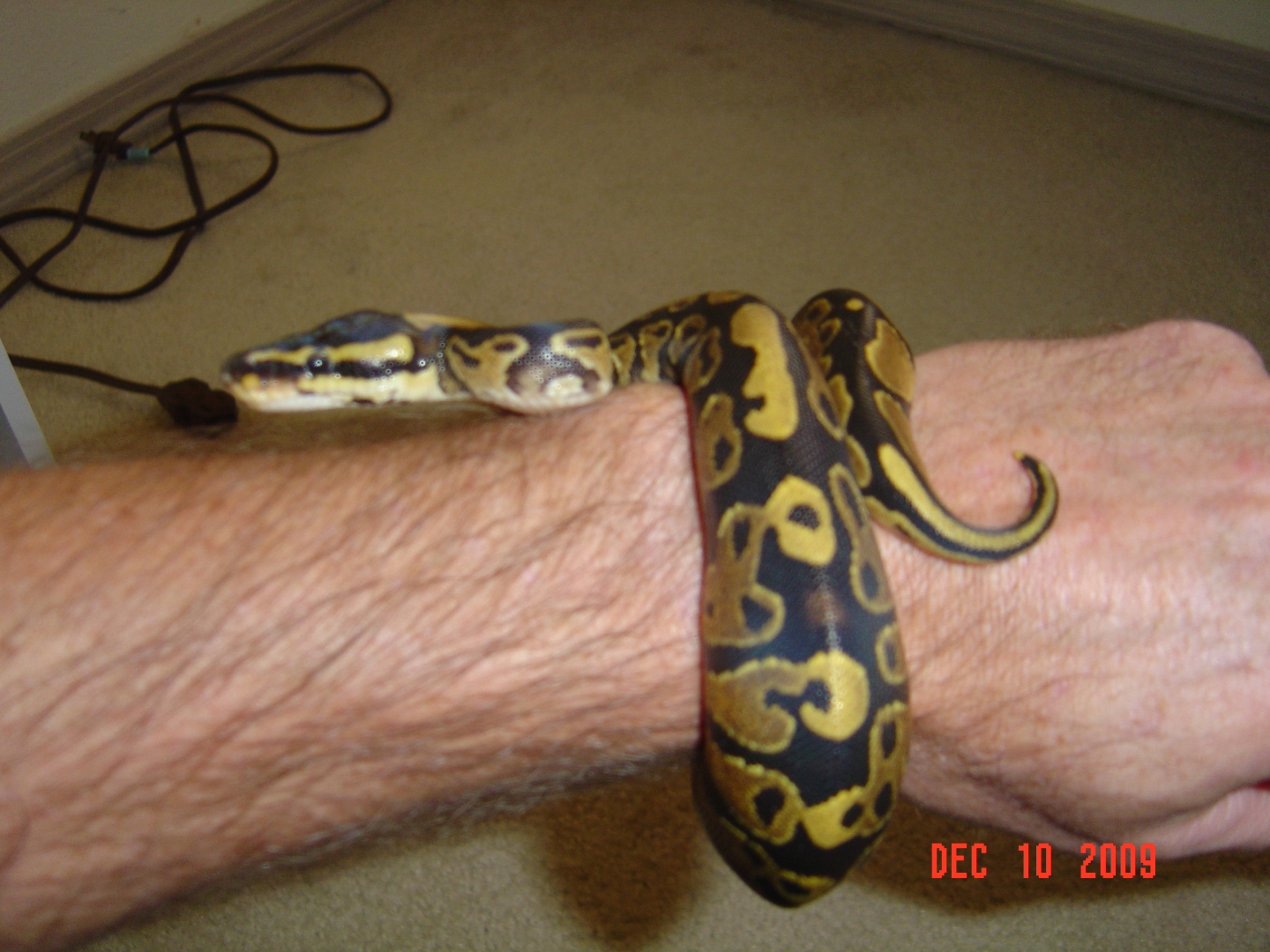 Yellowbelly