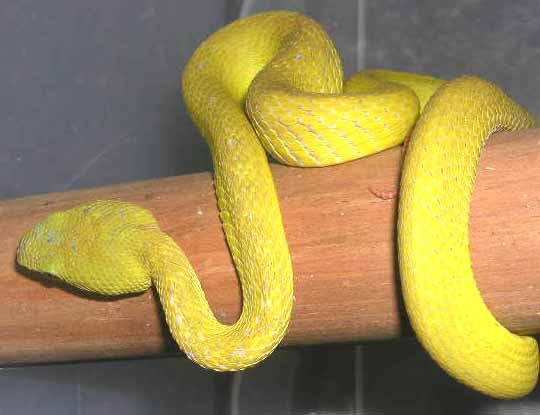 YellWhLip