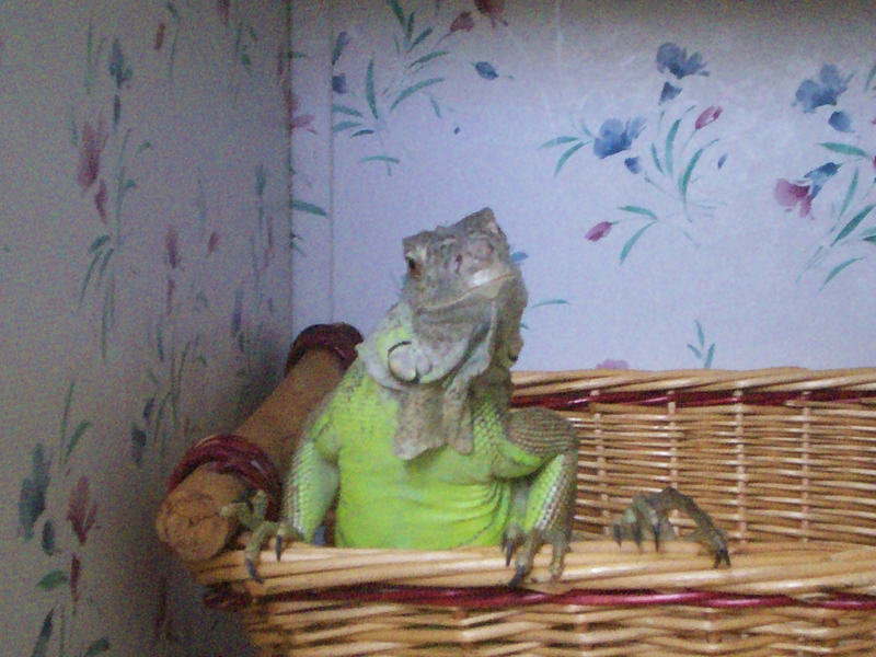 Yoddie in a basket :)