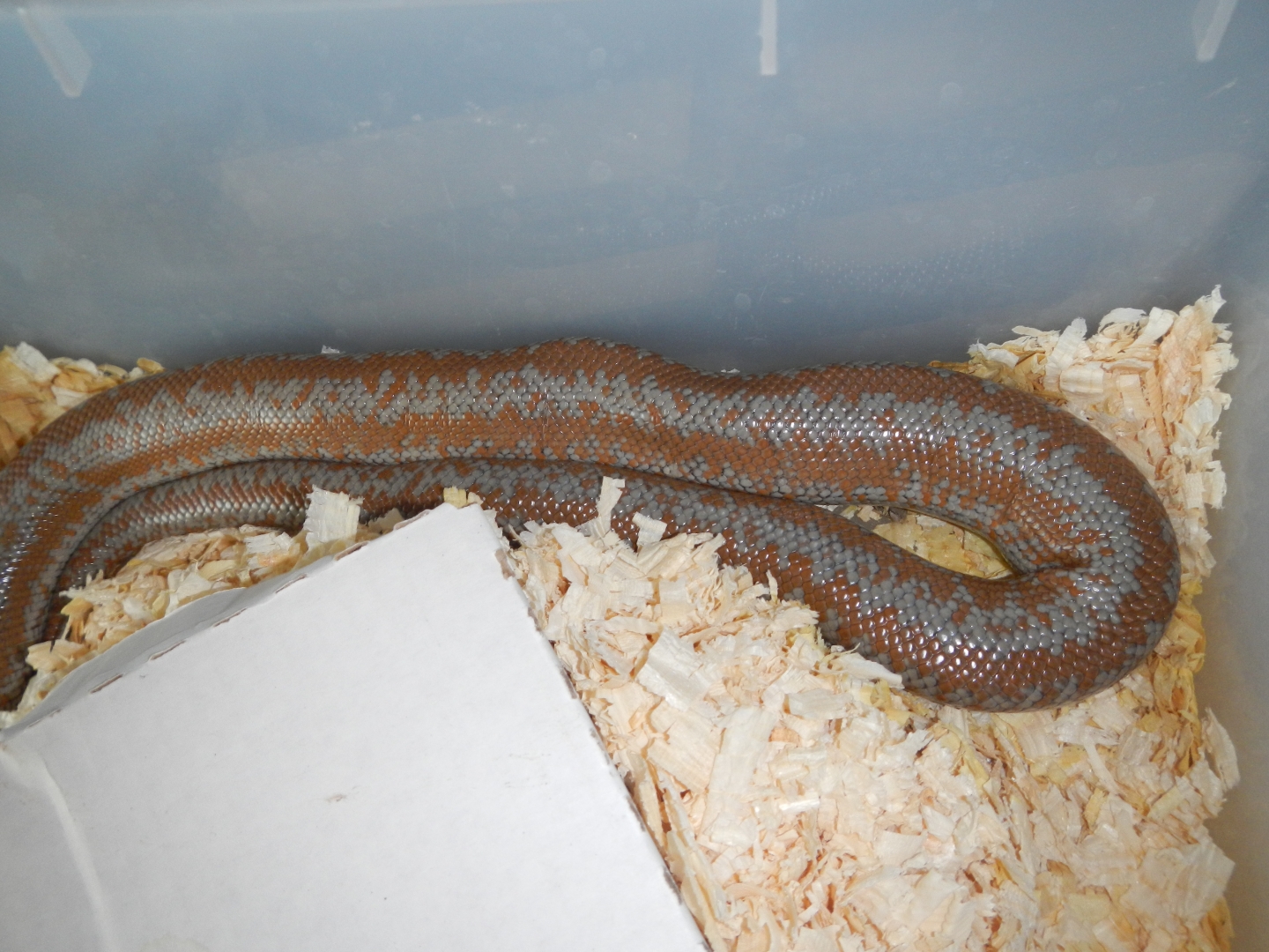 Yorba_female_09