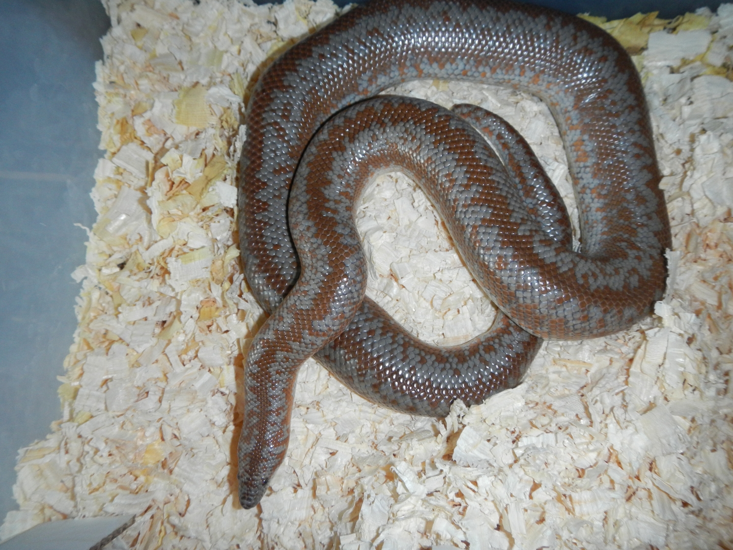 Yorba_female_10