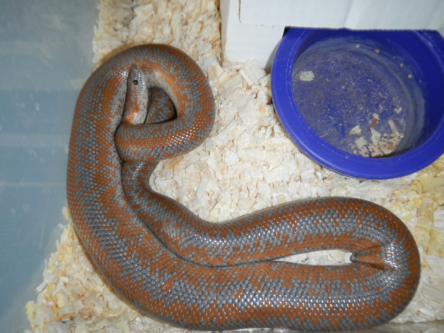 Yorba_male_05