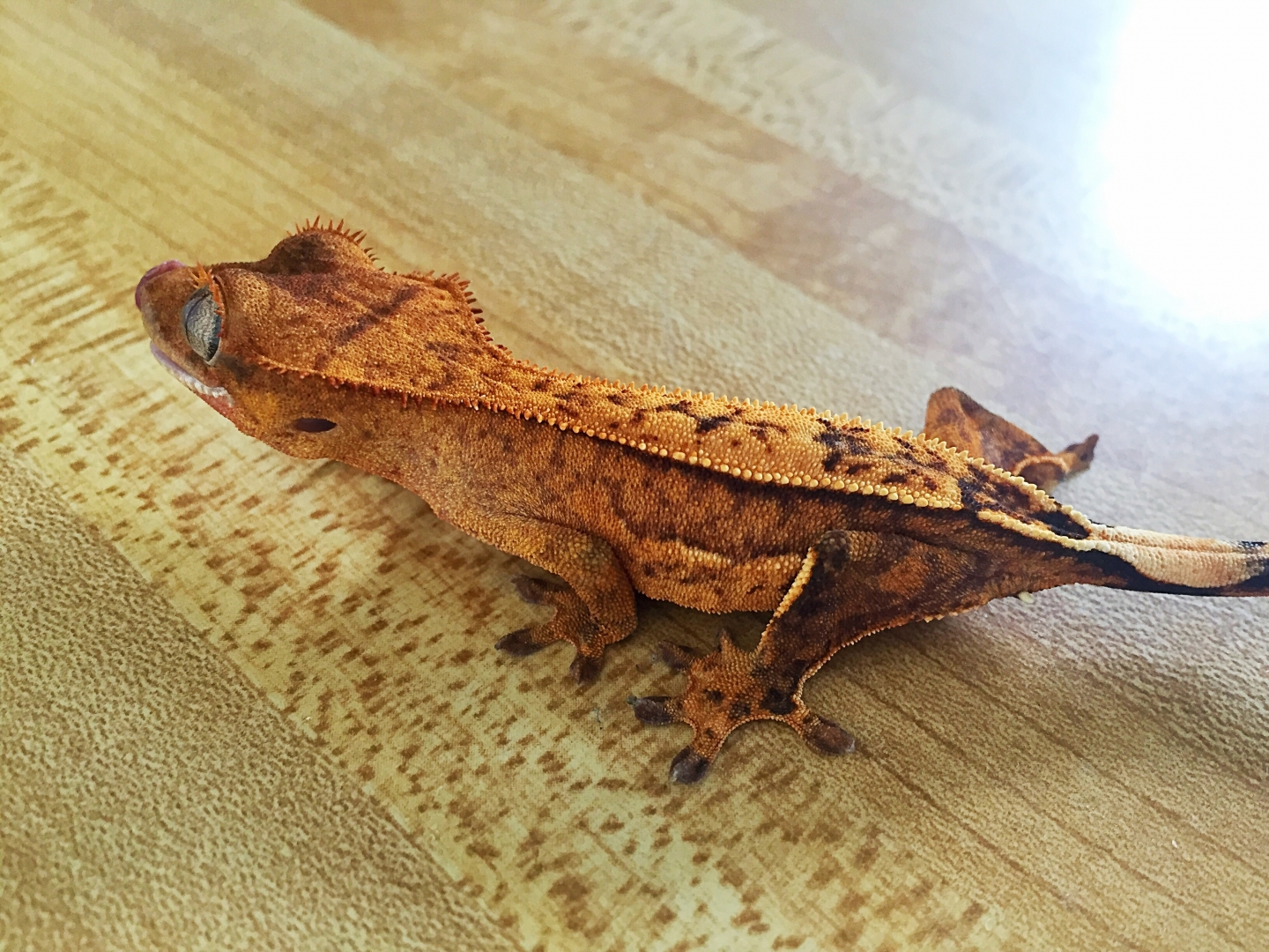 Yoshi from Gecko Garden