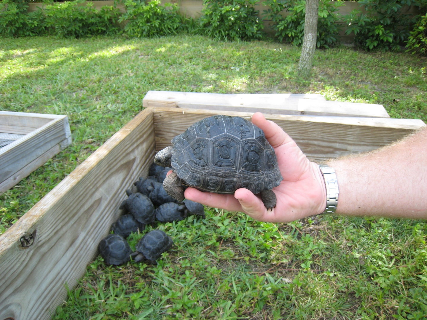 YOUNG ALDABRA TORTOISE