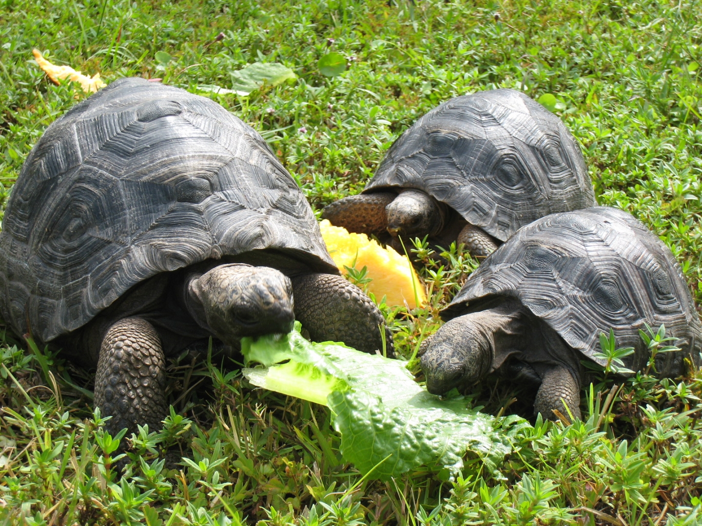 YOUNG ALDABRA TORTOISES