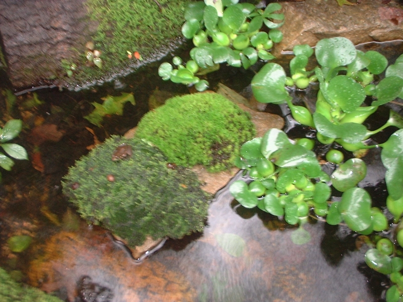 YOUNG FROG