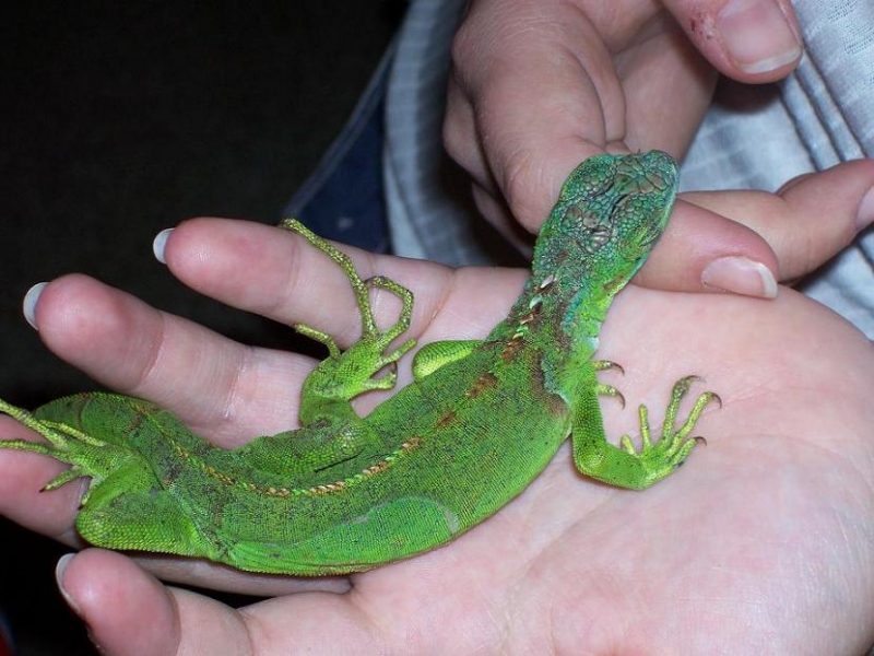 young iguana