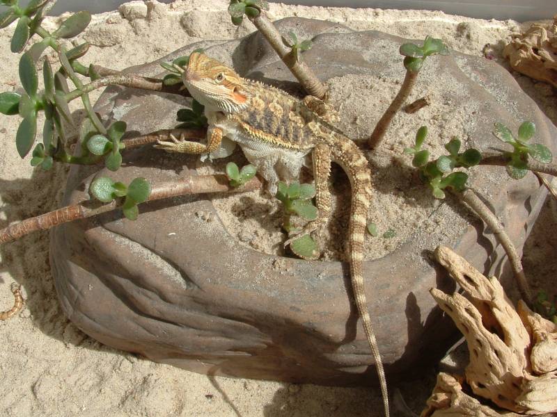 Young orange/gold male Bearded Dragon