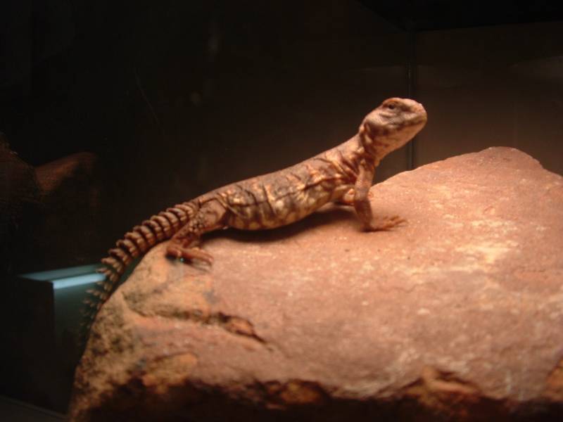 young Red geyri Uromastyx