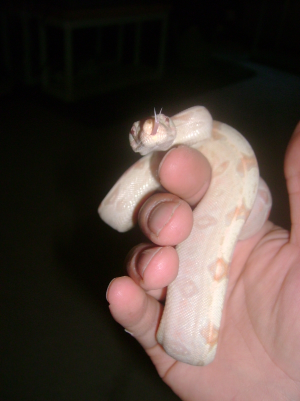 Zeus 1