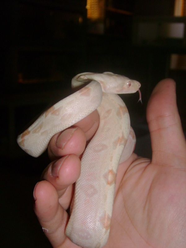 Zeus 2