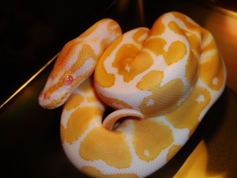 ZEUS AGAIN!!