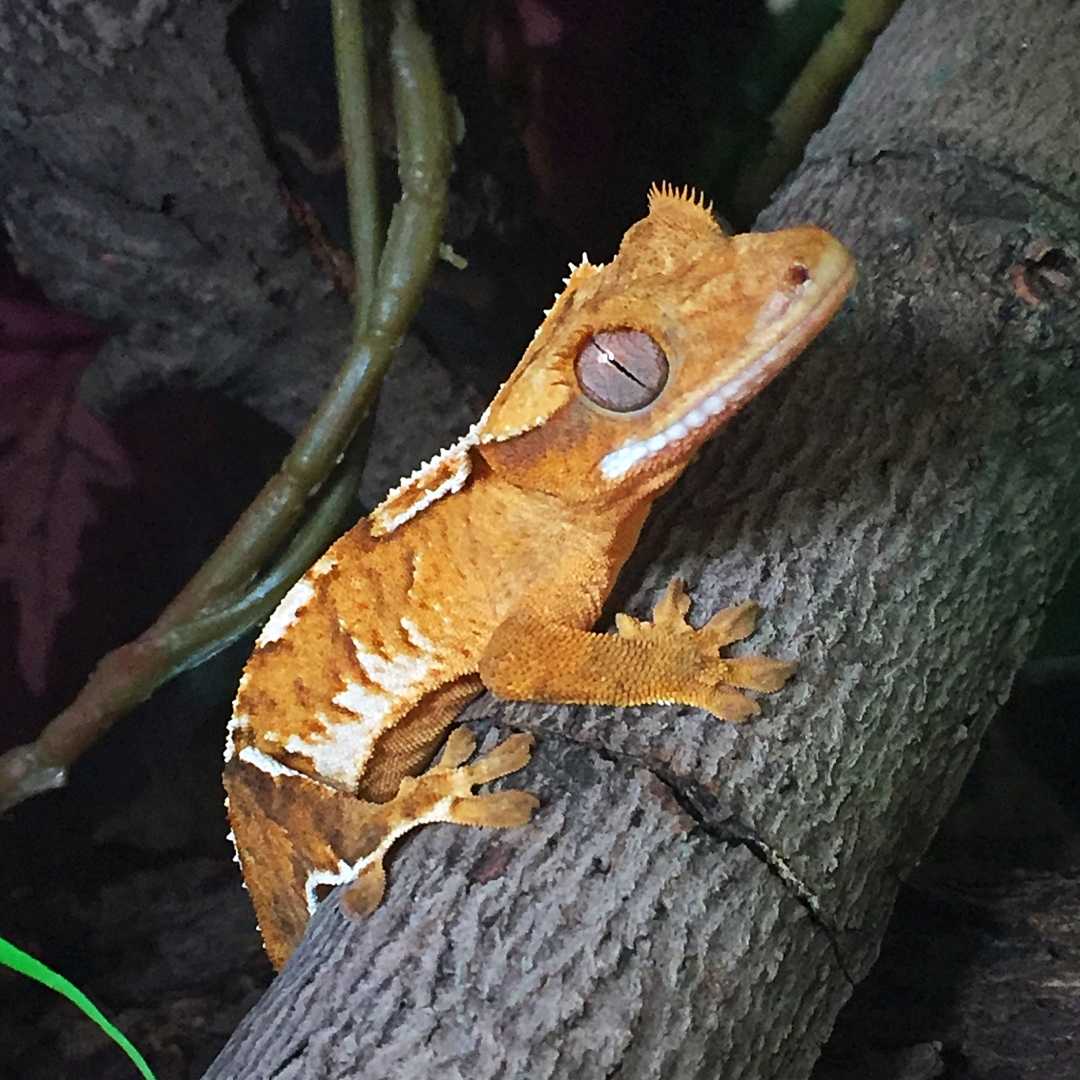 Zippo from Gecko Garden