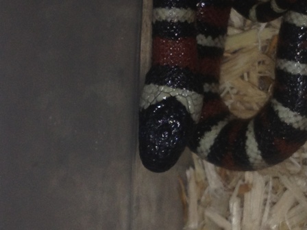 zonata disease