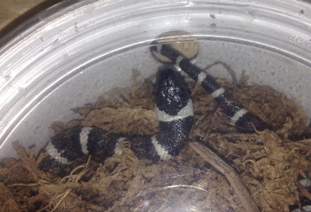 zonata disease