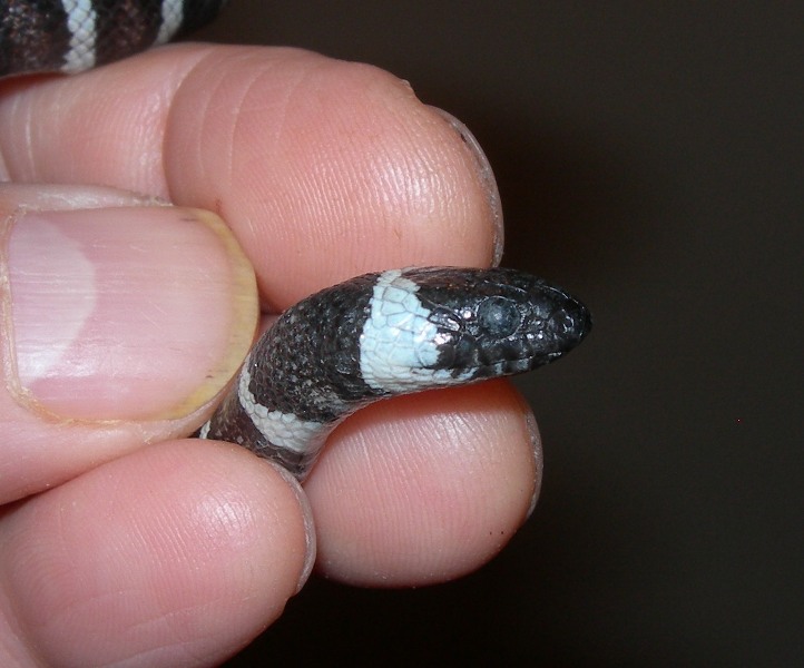 zonata_disease_5