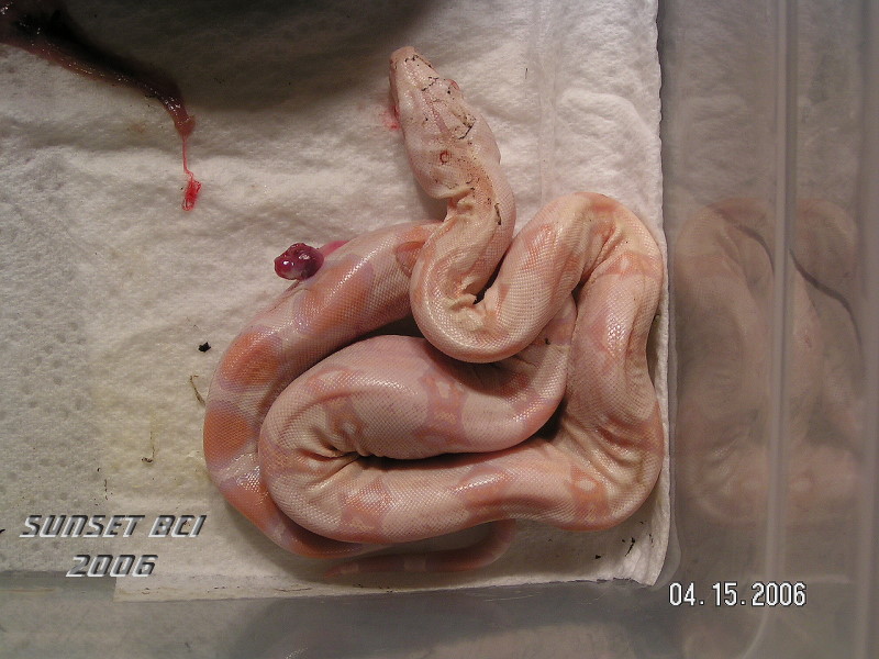 PICT0009.JPG