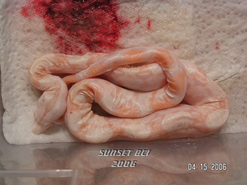 PICT0011.JPG