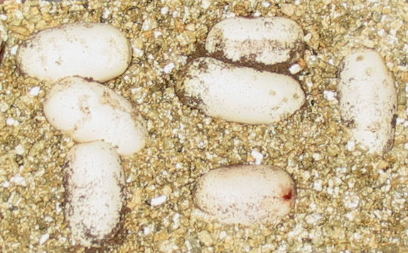 euphratesclutch2_2005.jpg
