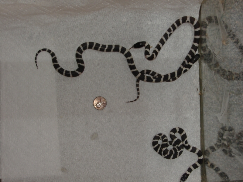 2006_0717snakes0063.JPG