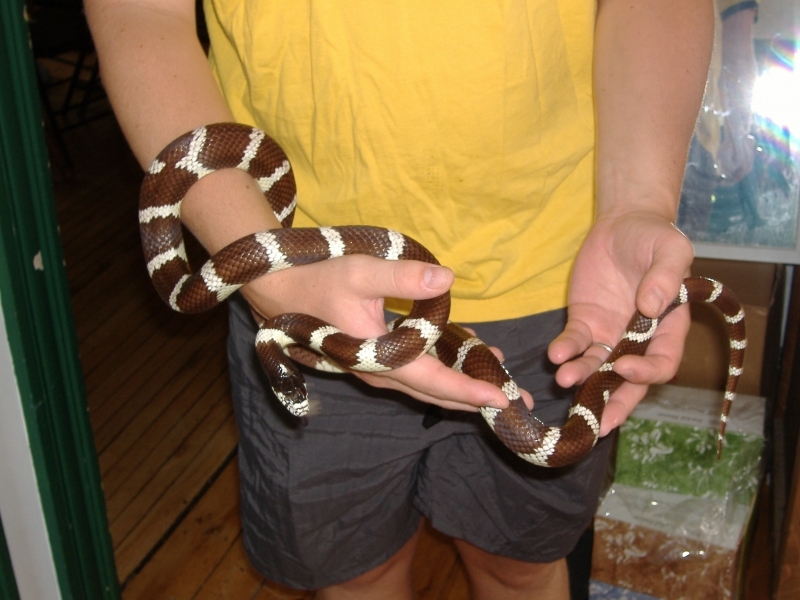 2006_0718snakes0002.JPG