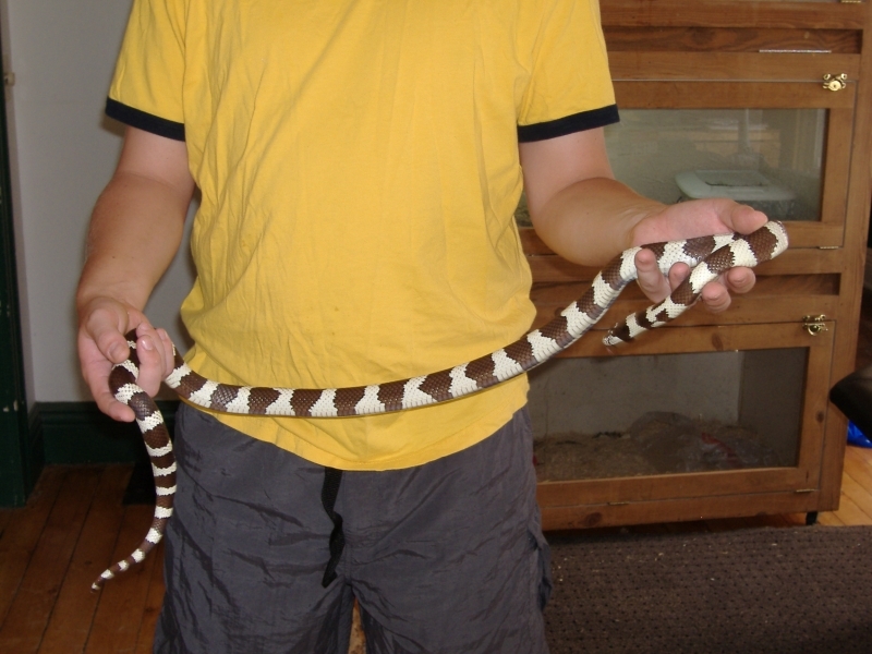 2006_0718snakes0004.JPG