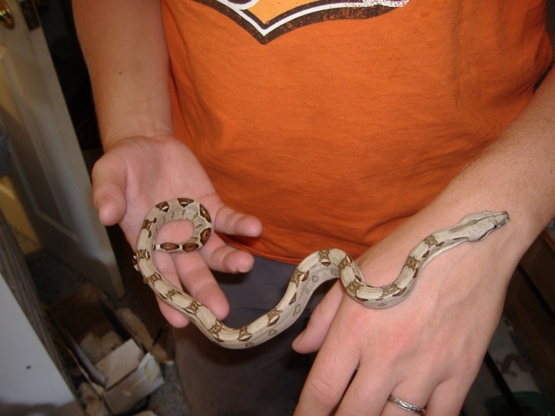 2006_0829snakes0005.JPG