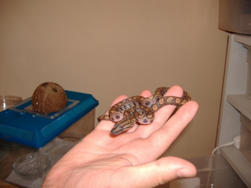 2006_0829snakes0008.JPG