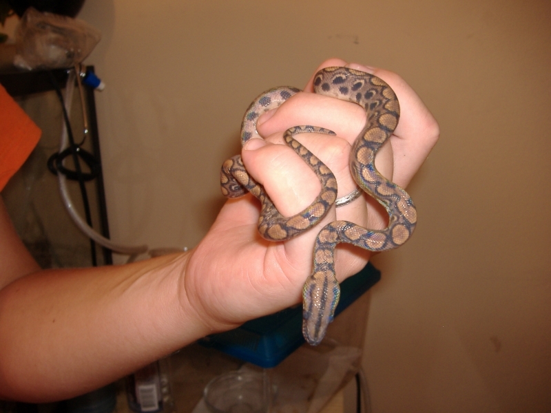 2006_0829snakes0011.JPG